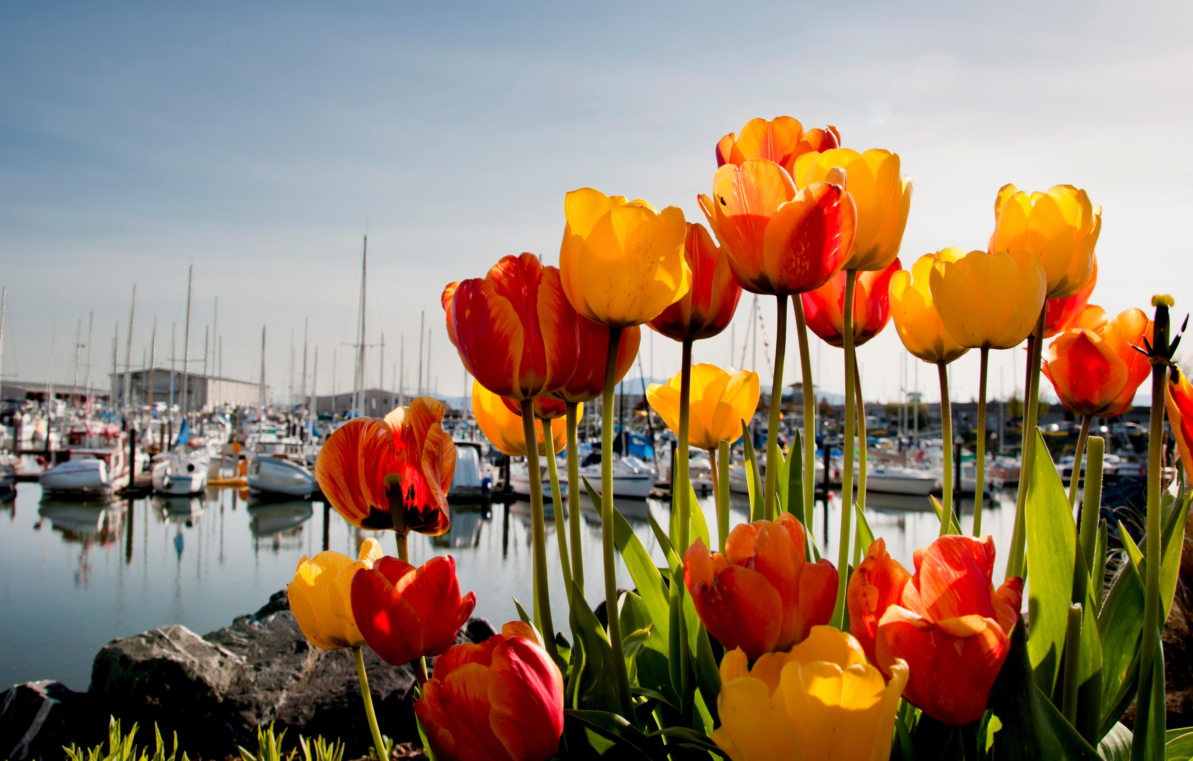 Tulips hero